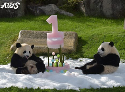 “樱浜”、“桃浜”1周岁,我们已经长大啦!