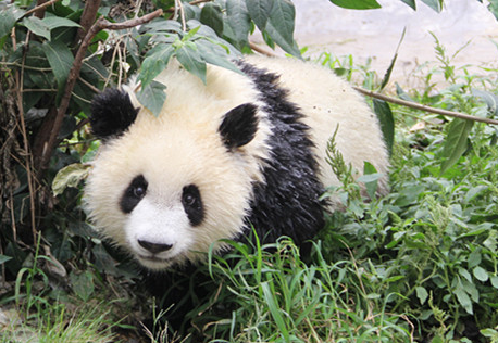 熊猫“苏大娘”的五世同堂