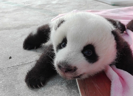 熊猫园子里的“娃娃鱼”