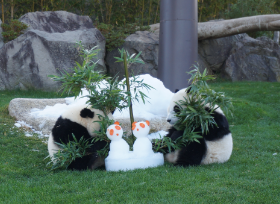 日本“黄金周”的“熊猫热”