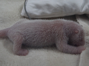 2016年全球首只大熊猫幼仔诞生