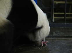 2016年全球首只大熊猫宝宝在成都熊猫基地诞生——60万网友共同见证生命的降临