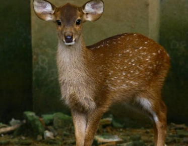 认识豚鹿之美 认识豚鹿之危