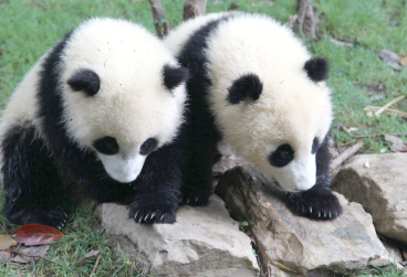 “庆大” “庆小”的这一年