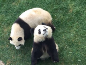 “七巧”“七喜”在鄂尔多斯动物园的快乐生活