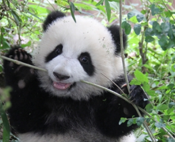 梅家有女初长成