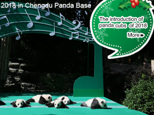 圣诞祝福来袭  送给远方的爱心人士