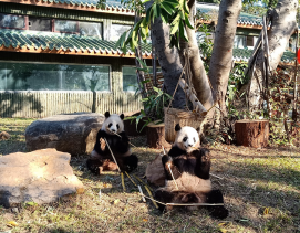 新年将至,羊城探猫