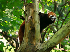 小熊猫的“辅食”新花样