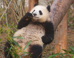  “星”汉灿烂，“运”随心转