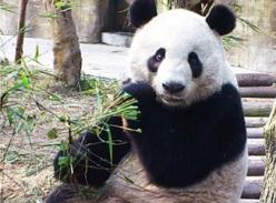 首批入驻“熊猫谷”的6只大熊猫野放训练初见成效