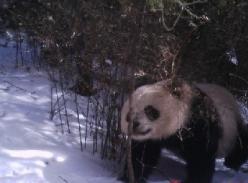 平武大熊猫频频现身野外
