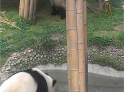 大熊猫故事之炎炎夏日开心玩冰块儿篇