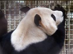 爱丁堡动物园大熊猫进入发情期