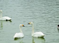 大熊猫户外踏雪散步 小天鹅欢跳“冰上芭蕾”