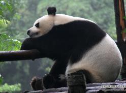 大熊猫千奇百怪的睡姿