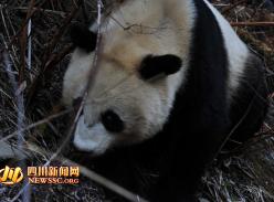 四姑娘山再次发现野生大熊猫 健康状况欠佳