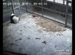 成都大熊猫繁育研究基地——首次成功记录了芦山地震时大熊猫的行为状况