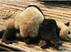 一场午觉引发的“惨案”