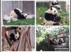 大熊猫的“优生优育”时代