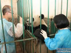成都大熊猫“大毛”接受最后检疫驱虫准备赴加