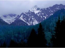 四川王朗保护区应用标记树技术 全覆盖保护大熊猫