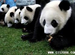 熊猫的吃货模样