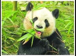 300万年前大熊猫从“食肉”改“食竹”