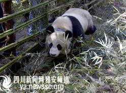 放归大熊猫“淘淘”、“泸欣”状态良好