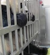 澳门大熊猫“开开”已经开始脚部定点训练