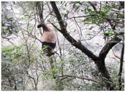 问道青城山 熊猫睡着了