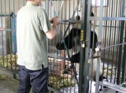 给大熊猫庆贺采血