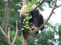 “思一”与“小乔”的“六一儿童节”表演节目