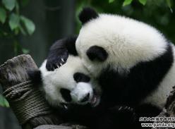 《大熊猫》杂志新鲜出炉！