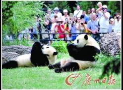 旅美大熊猫“美香”接受人工授精