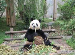 “吃货”大熊猫的五月礼物