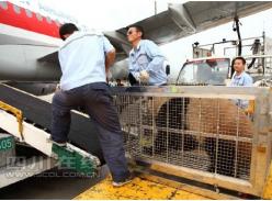 熊猫“琪琪”“芝芝”今晨搭乘川航航班飞往北京