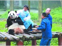 300娃谁当熊猫玩伴 猩猩抓阄定