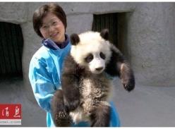 美媒:专家称中国应将更多大熊猫野化放归