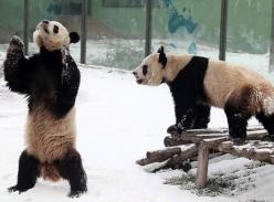 大熊猫雪中嬉戏 “表演帝”耍萌