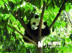 雅安灾区大熊猫受惊爬树 部分熊猫在地震时交配