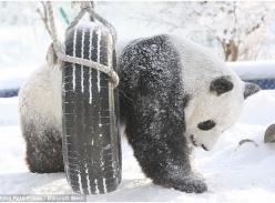 谁说冷啊？雪后中国大熊猫清风在室外度过欢乐时光