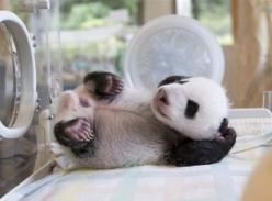 美摄影师拍熊猫幼仔照 惹人怜爱