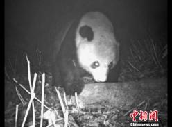 四川马边大风顶保护区再次拍到野生大熊猫