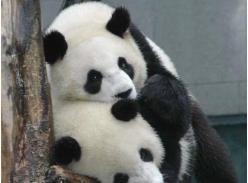 探望赠台大熊猫：风华正茂 佳音可期