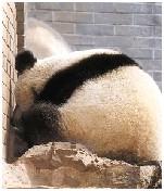 娅琳走了蜀云蔫了 有空去陪陪孤独的大熊猫