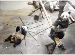 植树节，一起为大熊猫栽竹子吧！