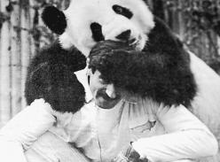 熊猫宝宝和异邦“父亲”
