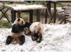 长沙生态动物园大熊猫最爱冬天 雪地上演功夫熊猫