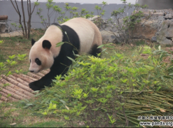 柳州大熊猫哥俩初定18日见客 已基本适应新环境